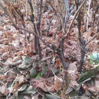 انگور رقم سفید بیدانه و قرمز بیدانه