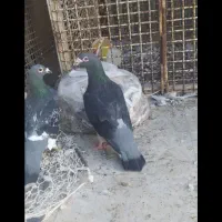 معاوزه پسته با کبوتر پلاکی