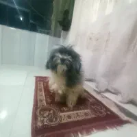 شیتزو خانگی