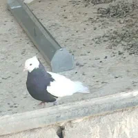 کبوتر.طوقی.طوق .کفتر