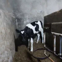 گوساله ماده ۵۰ روزه