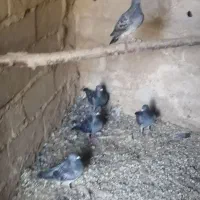 کفتر مسافتی آردن سیلور کالپوش