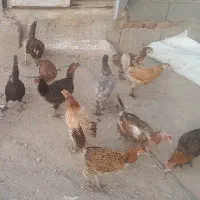 20 عدد مرغ تخمی
