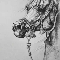 کره مادیان دوسر وارداتی عرب مصری