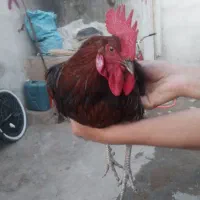مرغ خروس