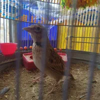 سهره خاکی شیرازی درجه یک