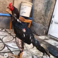 خروس لاری مشکی