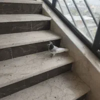 کبوتر|پرنده|شیراز, ماه فیروزان|دیوار