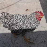 یک عدد خروس امروک سه ماهه