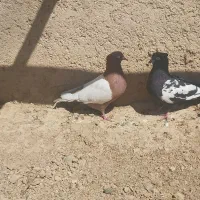 سینه ای