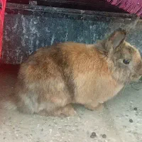 خرگوش