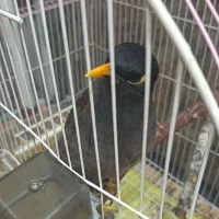 مرغ مینا 5 ماهه با قفس