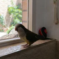 راهب سبز