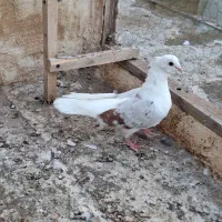 دوکت سرورماده