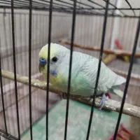 مرغ عشق