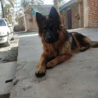 سگ ژرمن ماده