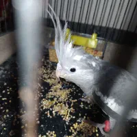 عروس هلندی وایت فیس ماده آماده آماده