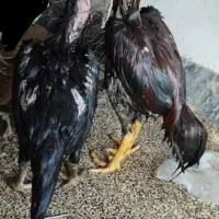 مرغ لاری و جوجه خروس لاری