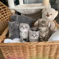 دهکده گربه های بریتیش-اسکاتیش-پرشین