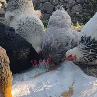 تخم برهما نژاد اصل