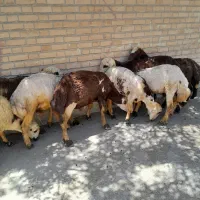 ۹ راس بره نر افشاری