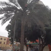 تمیز کردن درخت نخل
