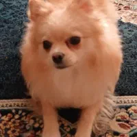 سگ نژاد پامرین