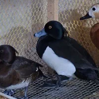 انواع اردک زینتی و ...