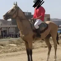 اسب نریان سمند