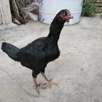 مرغ لاری اصیل