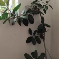 گل فیکوس سبز ۲ متری