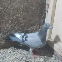کبوتر