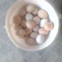 تخم مرغ محلی