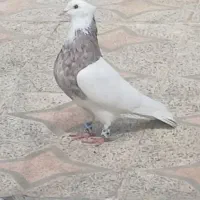 طوقی|پرنده|کیار, |دیوار