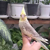 جوجه عروس هلندی دونه خور