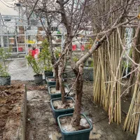 انواع درخت جعبه قطر ۲۰ سانت تا ۳۰ سانت