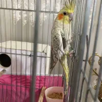 عروس هلندی ماده