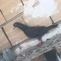 کفتر|پرنده|فردیس, شهرک ۱۱۰|دیوار