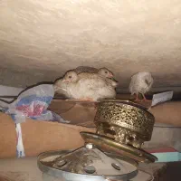 جوجه مرغ شاخدار