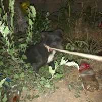 سگ پا کوتاه