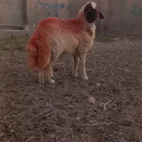 بره قوچی