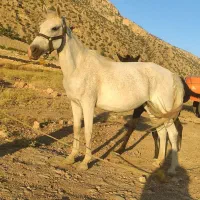 مادیون نژاد سیروان