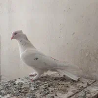 سفید خال سرور پرشی