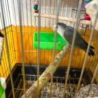 کوتوله بالغ