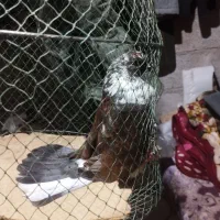 پرنده|پرنده|خمام, |دیوار