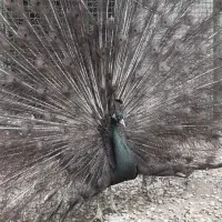 طاووس رنگ خاص