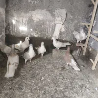 هشت عدد ساده هفت وخال‌دار