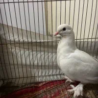 کفتر|پرنده|تبریز, |دیوار