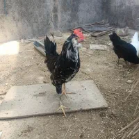 خروس گلین
