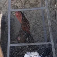 لاری
